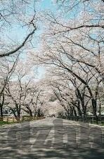 日韩免费av-探索日韩影视文化的多元视角，从艺术与文化的角度
